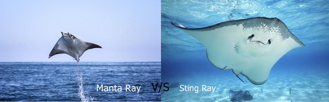 Difference Between Manta-Ray and Stingray