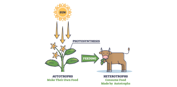 Difference Between Autotrophic And Heterotrophic Nutrition