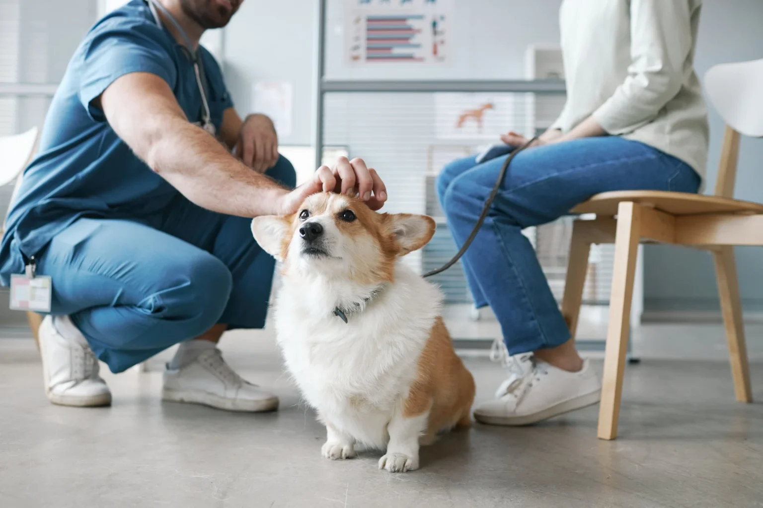 How General Vets Monitor Weight And Obesity In Pets