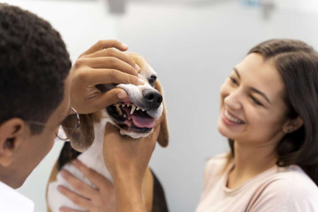 3 Common Myths About Animal Hospital Services Debunked