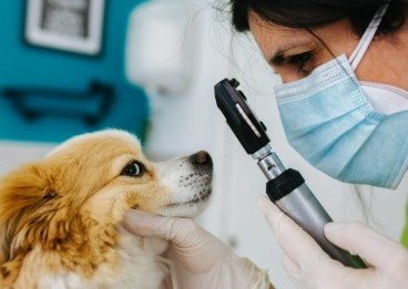 Why Preventive Care Matters In Veterinary Medicine