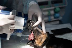 The Role Of Veterinary Hospitals In Dental X Rays And Imaging