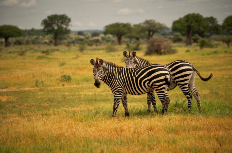 Emerging Safari Trends In Tanzania 2026 – Slow Travel And Lesser-Known Parks